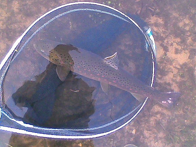 A Ridgegate Brown